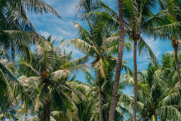 Fototapeta na wymiar Tropical landscape with palm tree. Tropical paradise idyllic background. Coco palms with beautiful leaves. Palm tree and sky image.