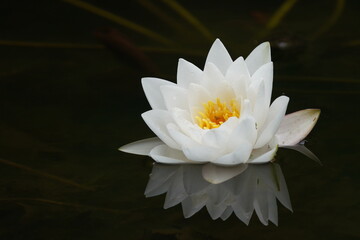 water lily on the pond - obrazy, fototapety, plakaty