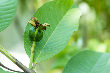 Fruit of young guava