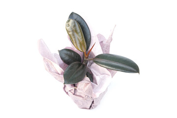 Rubber Plant in pots wrapped in paper for delivery