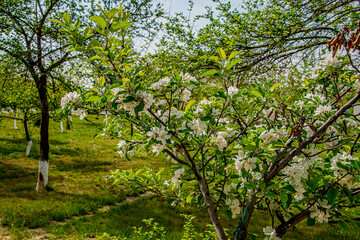 Fototapeta na wymiar Фруктовые деревья весной. яблоня. груша