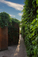 Garden nature green scenery green plants