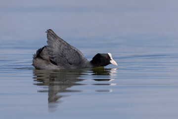 The Eurasian Coot (Fulica atra), also known as Coot,