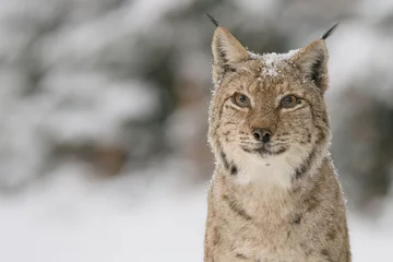 Gordijnen Eurasian lynx (Lynx lynx) in winter nature © remus20