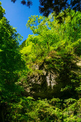 Obraz premium 森の風景 巨岩と青空