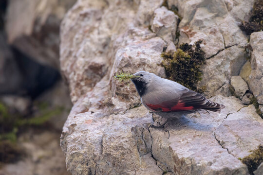 Rare wallcreeper, tichodroma muraria, with grey and red plumage sitting in ridge of mountain wall. Wild bird in rocky environment of high altitude.