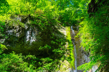 綾滝　春　日本の自然