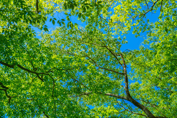さわやかな空と新緑の森