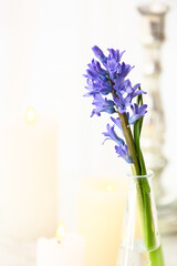 Vase with beautiful hyacinth flower and burning candles on table, closeup