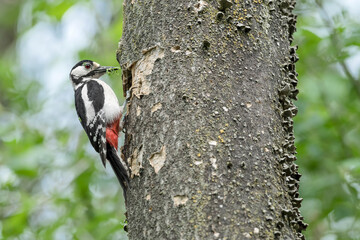 Feeding time for the newborns, portrait of woodpecker female on nest (Dendrocopos major)