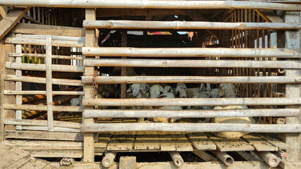 Traditional cage made of wood and bamboo in Asian rural area with lamb inside. No people.