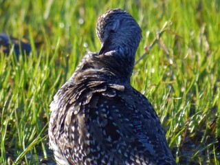 Spring Preening