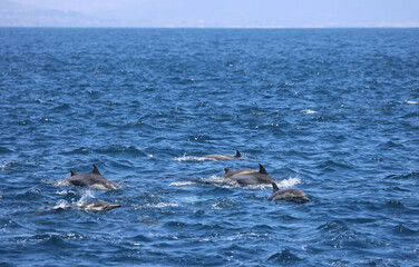 Fototapeta premium group of dolphins playing