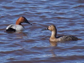 Canvasback