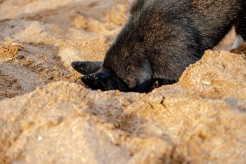 Funny black dog digs a hole in the sand on the beach during summer vacation. 