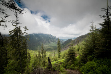 morning in the mountains