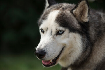 siberian husky dog