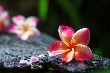 Plumeria flower.Pink yellow and white frangipani tropical flora, plumeria blossom blooming on wood.