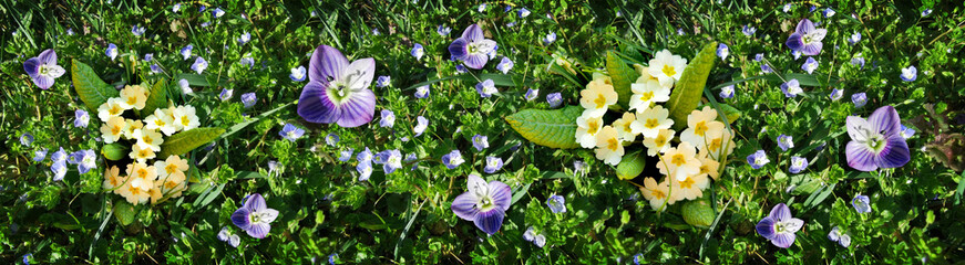 Primroses and violet spring flowers in the morning sun