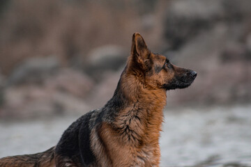 german shepherd dog photo and image