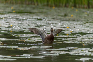 duck in the water
