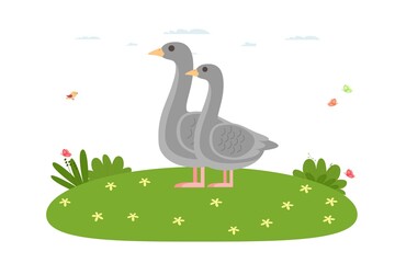 Goose. Domestic bird and farm animal. Father goose and mother goose are standing on the lawn. Waterfowl of the duck family, the order of anseriformes.Vector illustration in cartoon flat style.