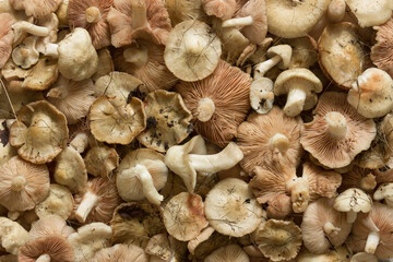 Fototapeta na wymiar Mushrooms background, texture. White Ryadowka mushrooms. Fruit mushrooms