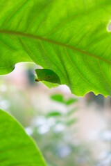 Close up of cocoon hanging under the leave.