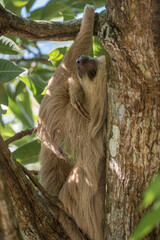 sloth on a tree