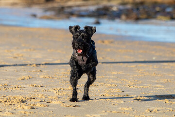 Black Mini Schnauzer running at the beach