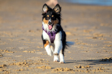 Shetland Sheepdog puppy running at the beach