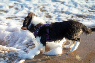 Shetland Sheepdog puppy playing at the beach in the water