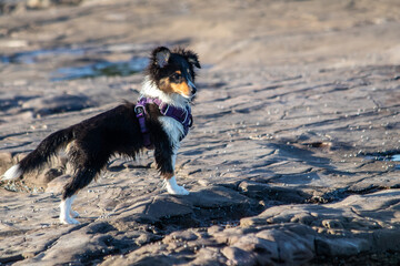 Shetland Sheepdog puppy playing at the beach in the water