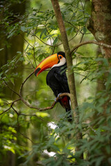 toucan on a branch
