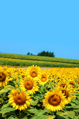 Image of a field of sunflowers in full bloom 2671