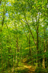 Obraz premium 馬頭刈尾根の登山道 春の風景