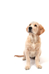 A cute funny puppy of Golden Retriever sits on an isolated white background and looks up. High quality photo