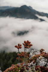 Mountain landscape. Misty forest. Natural outdoor travel background. Slovakia, Low Tatras, Demenovska hora and dolina vyvierania. Liptov travel. © Zedspider