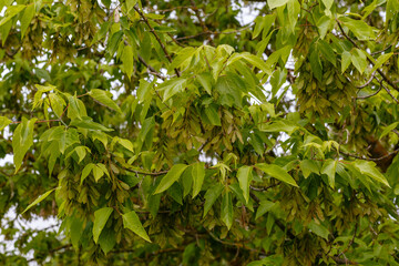 Fototapeta na wymiar Acer negundo. Branches with leaves and seeds of American maple.
