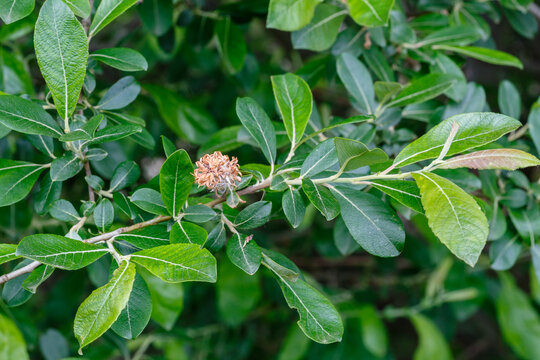 Salix atrocinerea. Branch with leaves and open fruit of cat salce or ash willow.