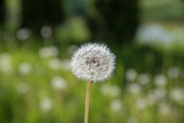 dandelion on green background