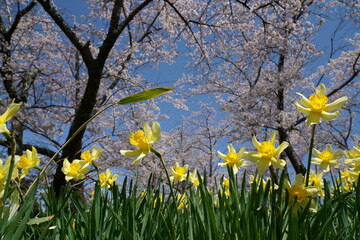 桜とスイセンの花が咲く春の風景