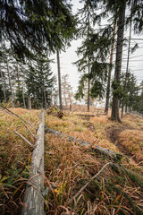 Mountain landscape. Misty forest. Natural outdoor travel background. Slovakia, Low Tatras, Demenovska hora and dolina vyvierania. Liptov travel. © Zedspider