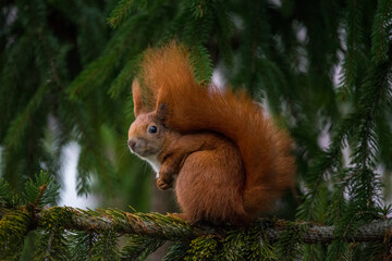 squirrel on a tree