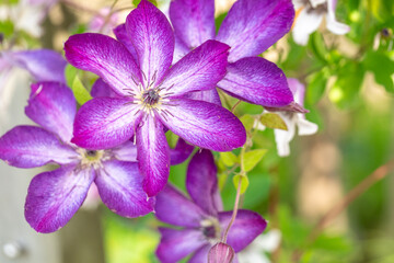 紫のヴィチセラ系 クレマチス ベノサ・バイオラシア（ヴェノサ・ヴィオラセア）
