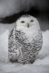 snowy owl in the snow