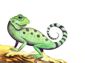 Watercolor image of cute green lizard with black spots on body and striped curved tail. Wild desert animal sits on sandy stone watching its back. Hand drawn reptile against white background