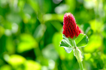 crimson clover with flower in spring in Germany