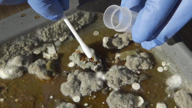 A scientist in blue protective gloves collects samples of harmful mold. Concept - mold, microbiological contamination, spoiled food.