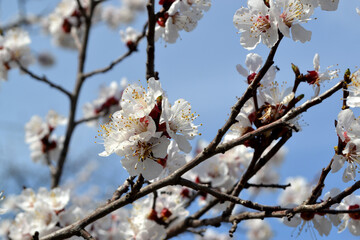 For easter and spring greeting cards. Beautiful floral spring abstract background of nature. Apricot tree. Spring white flowers on a tree branch. Apricot tree in bloom. Spring, seasons